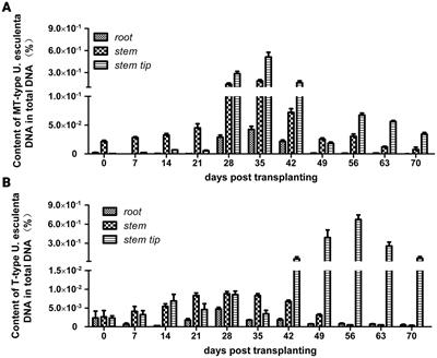 Diploid mycelia of Ustilago esculenta fails to maintain sustainable proliferation in host plant